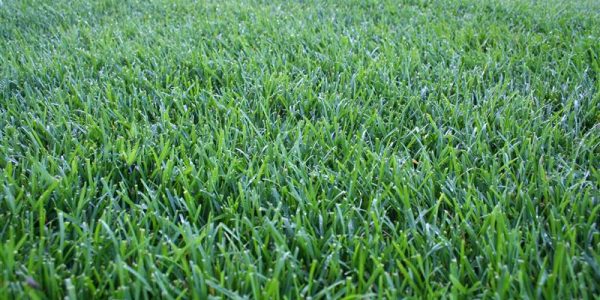 iStock-172200365 (1)